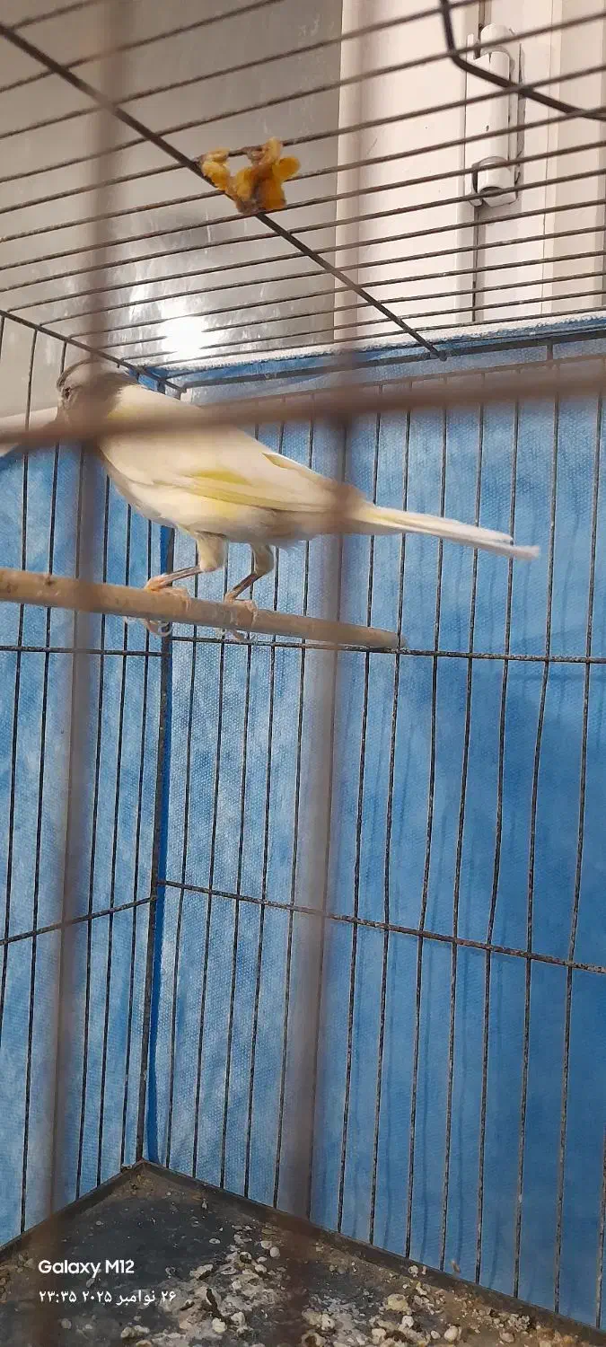 قناری نر بخون|پرنده|بندرعباس, |دیوار