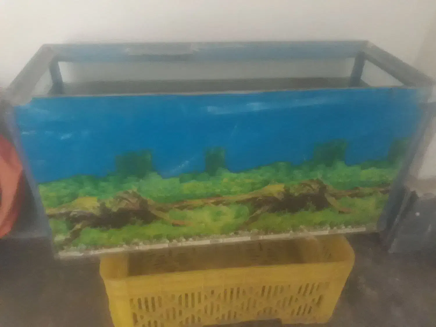 آکواریوم درحدنو|ماهی|گرگان, |دیوار