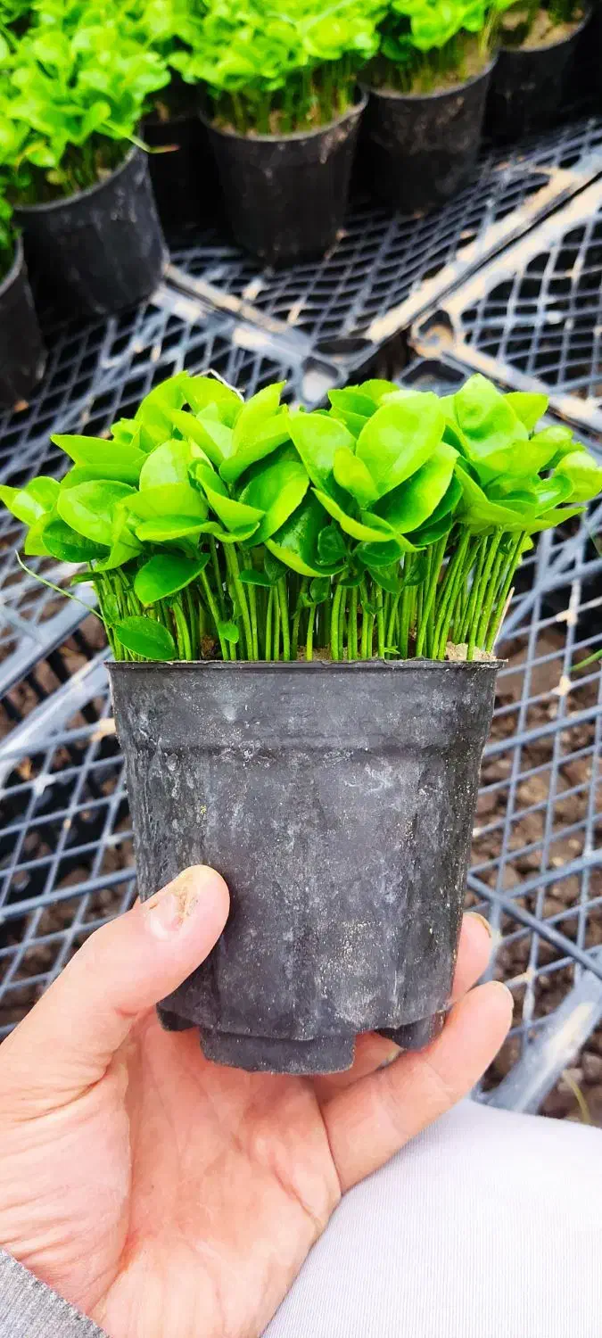 سبزه نارنج|گل و گیاه طبیعی|ساری, |دیوار