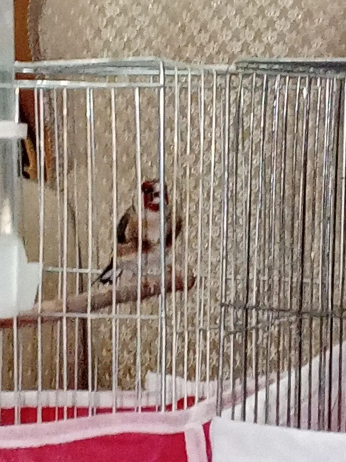 سره نر|پرنده|برخوار, |دیوار