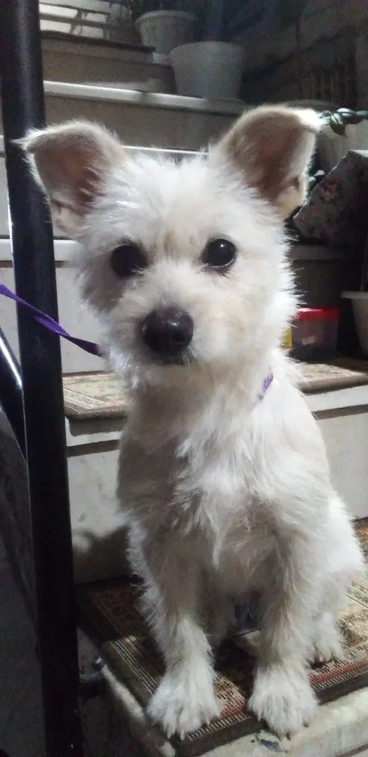 سگ پاکوتاه|سگ|پیربازار, |دیوار