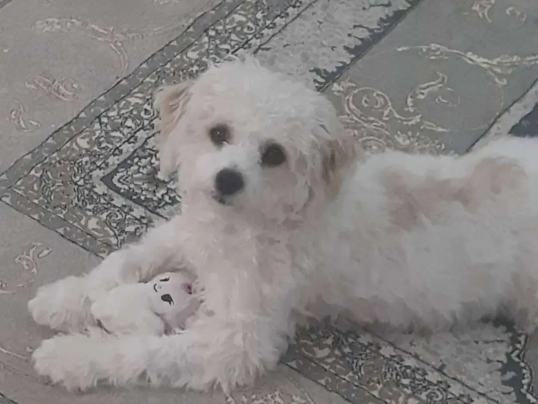 گمشدن سگ خانگی|حیوانات|شیراز, شهرک مهدی‌آباد|دیوار