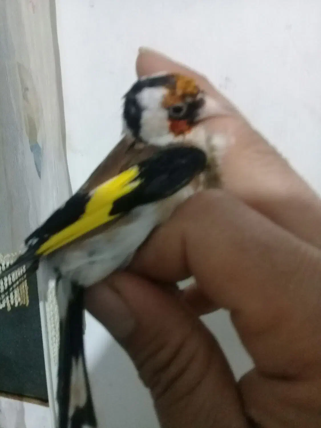 سهره نر|پرنده|رشت, شهرک صبا|دیوار