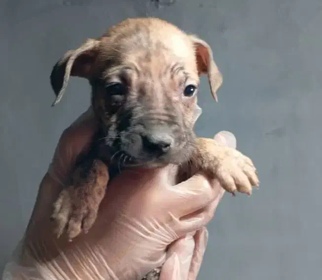 سگ نگهبان وگارد|سگ|بیرجند, |دیوار