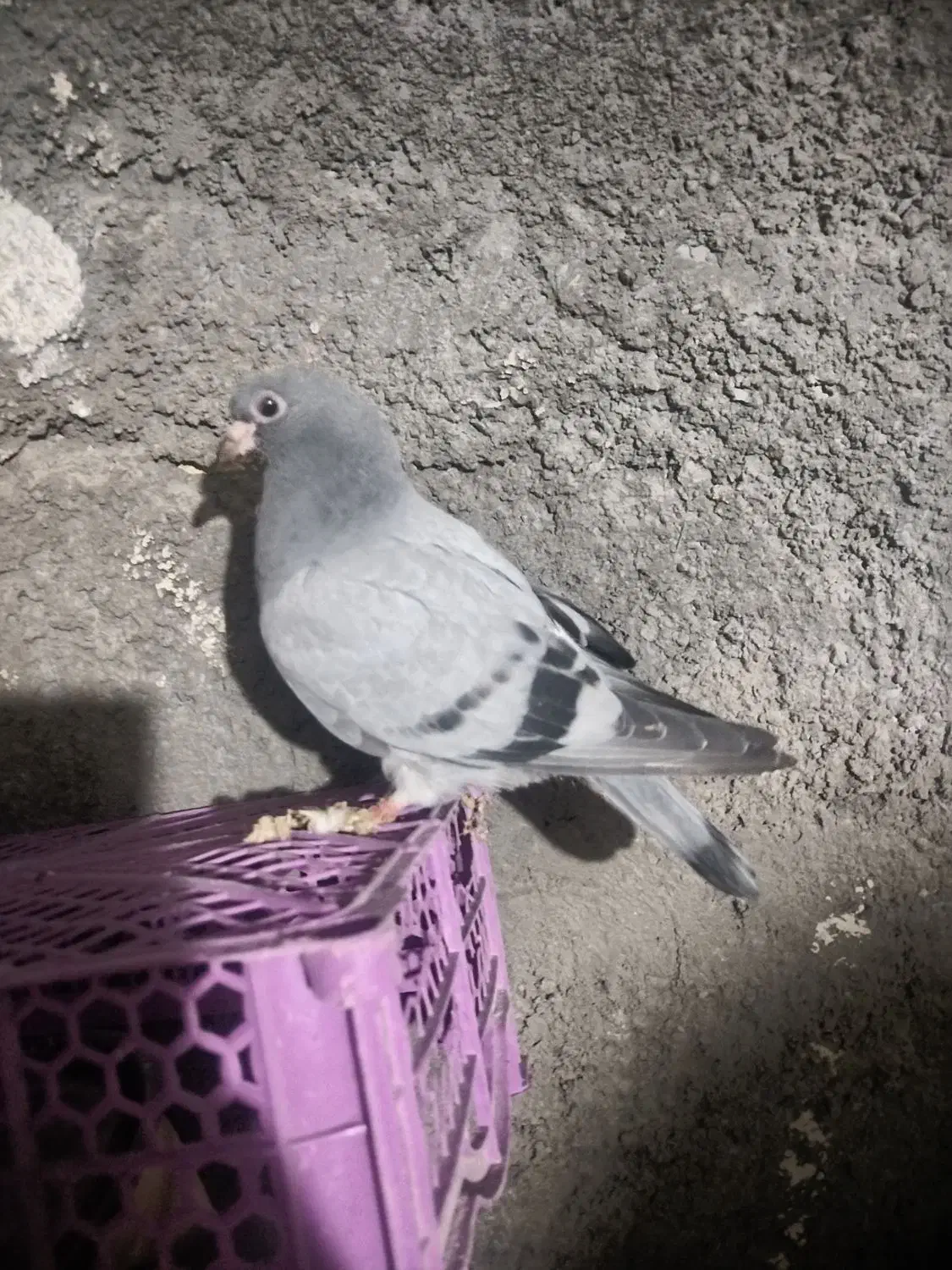 کبوتر|پرنده|میانه, |دیوار