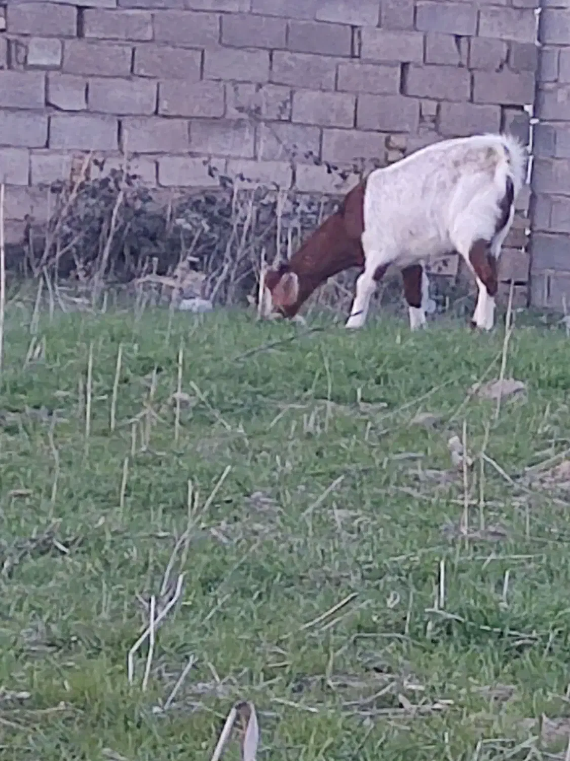 بزخشک|حیوانات مزرعه|گنبد کاووس, |دیوار