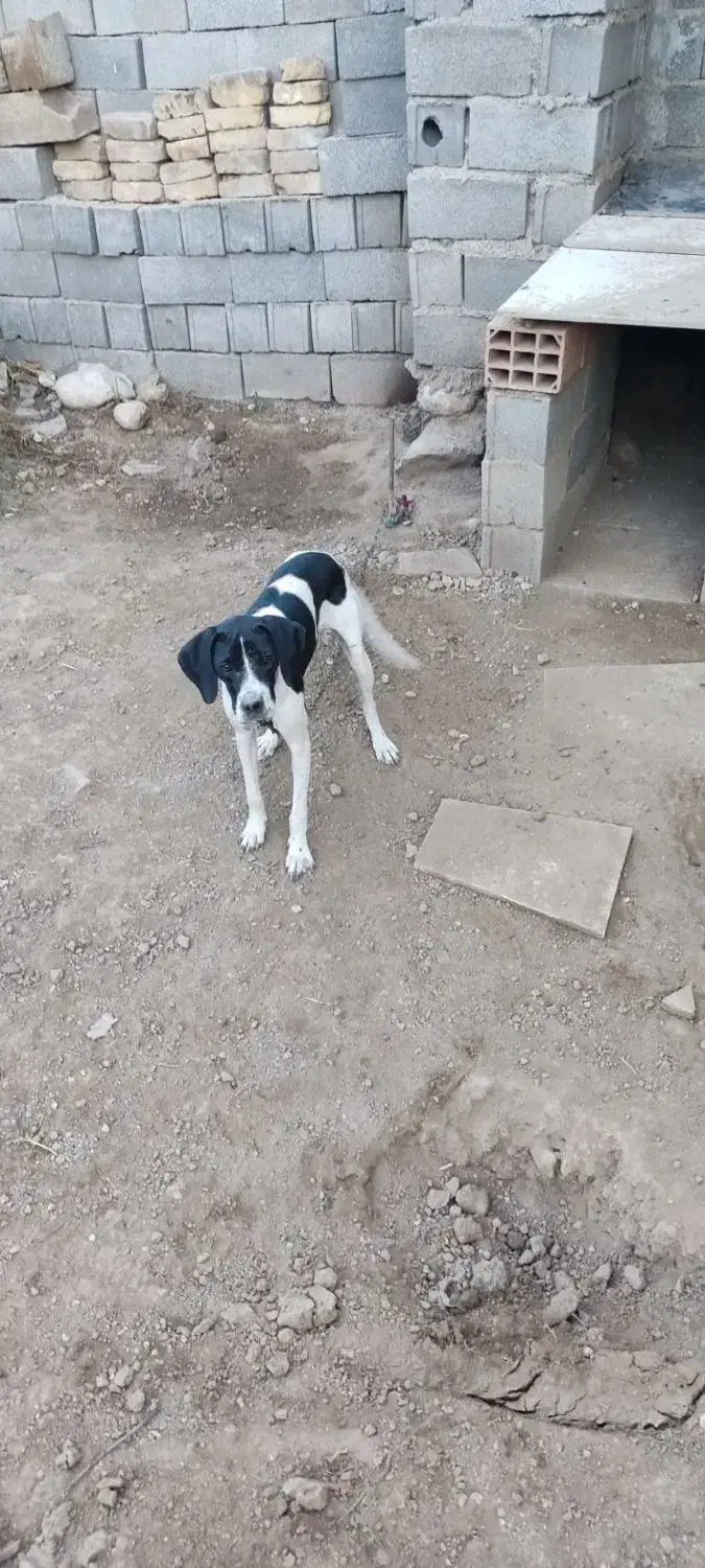 توله دنبلانی|سگ|کلاله, |دیوار