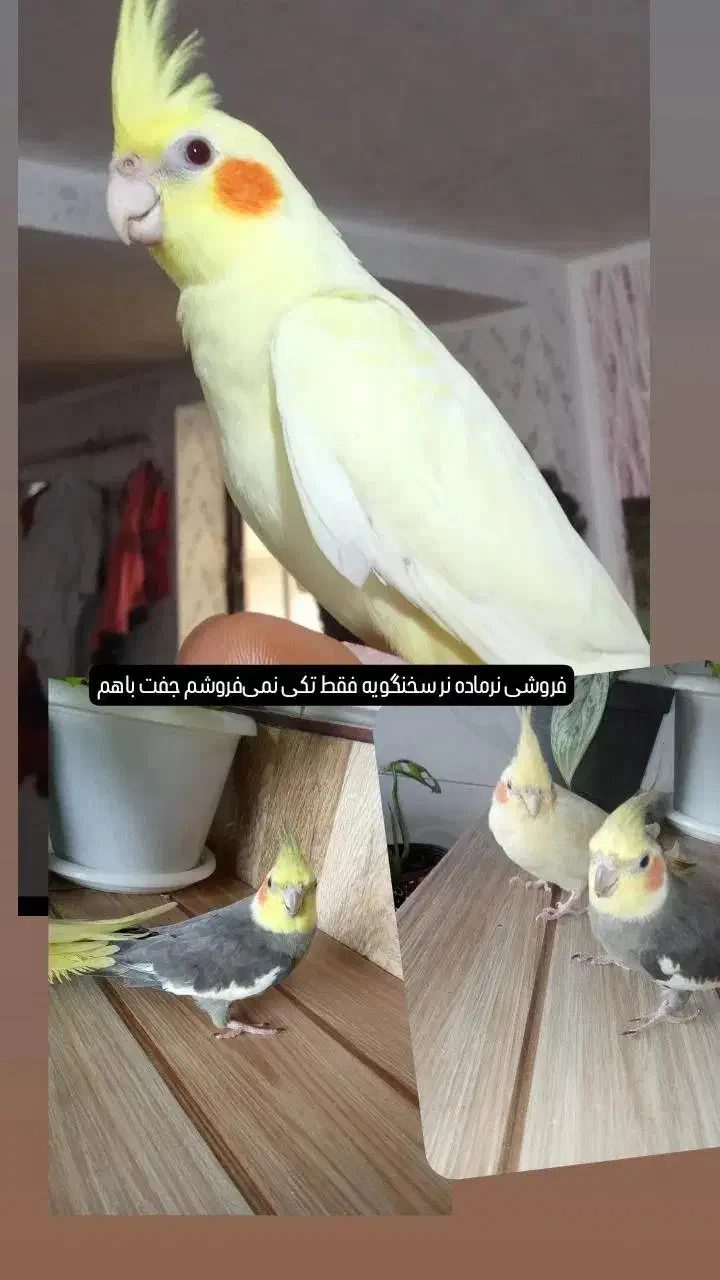 فروش یک جفت عروس هلندی نروماده|پرنده|اسالم, |دیوار