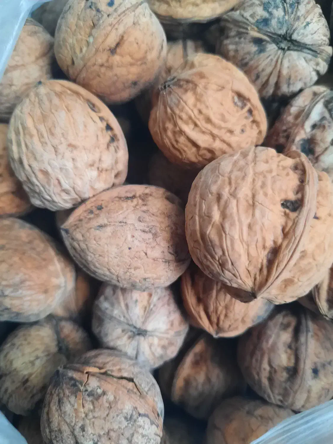 گردو|خوردنی و آشامیدنی|اصفهان, قائمیه|دیوار