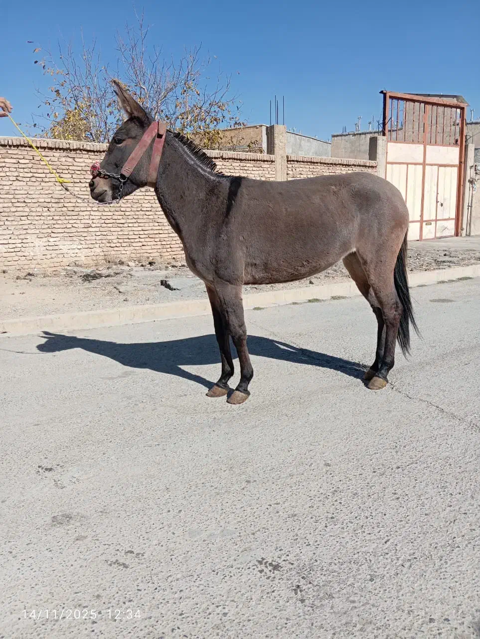 فروش ۱۰راس قاطر به صورت تکی عمده|حیوانات مزرعه|لاران, |دیوار