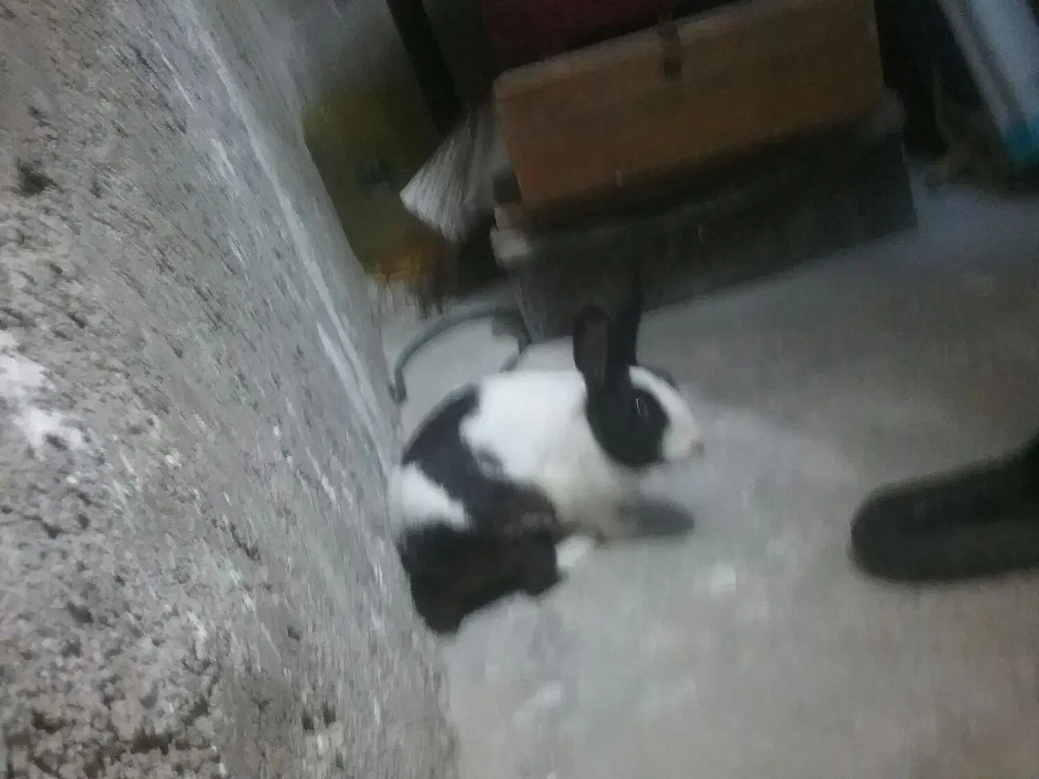 خرگوش|موش و خرگوش|اندیکا, |دیوار