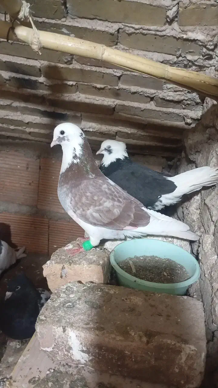 کبوتر دورگ|پرنده|علی‌آباد کتول, |دیوار