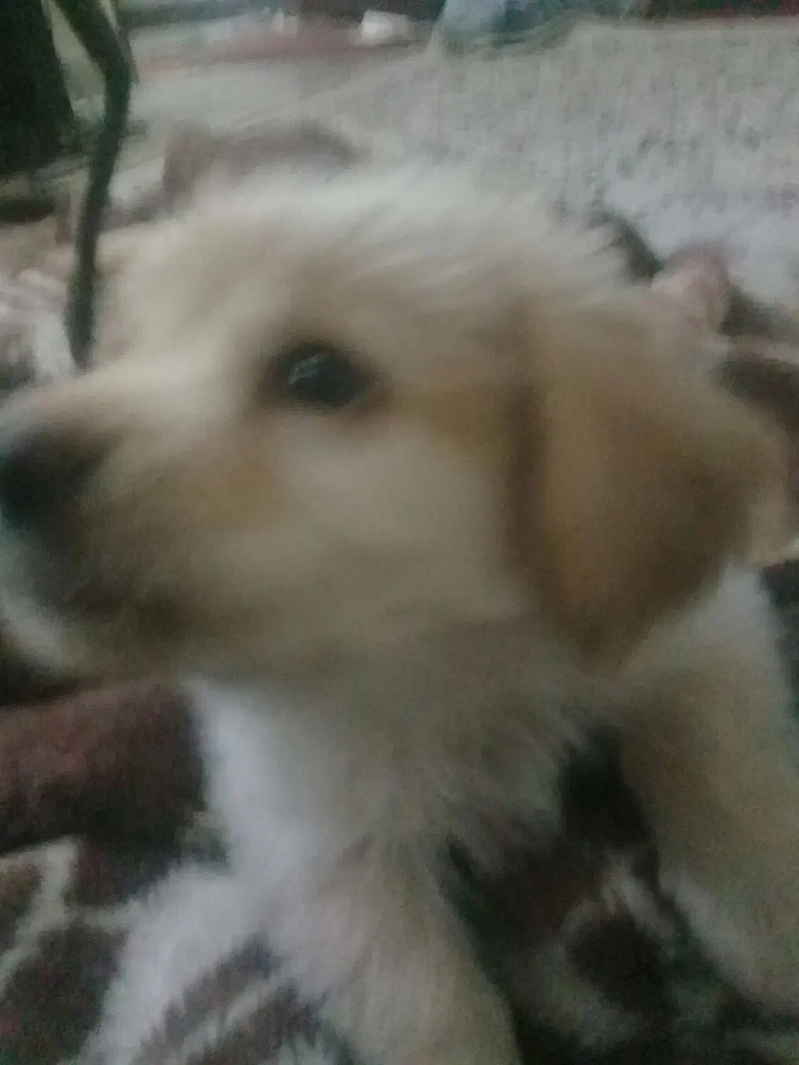 توله پامرشیتزو|سگ|پاکدشت, پارچین|دیوار