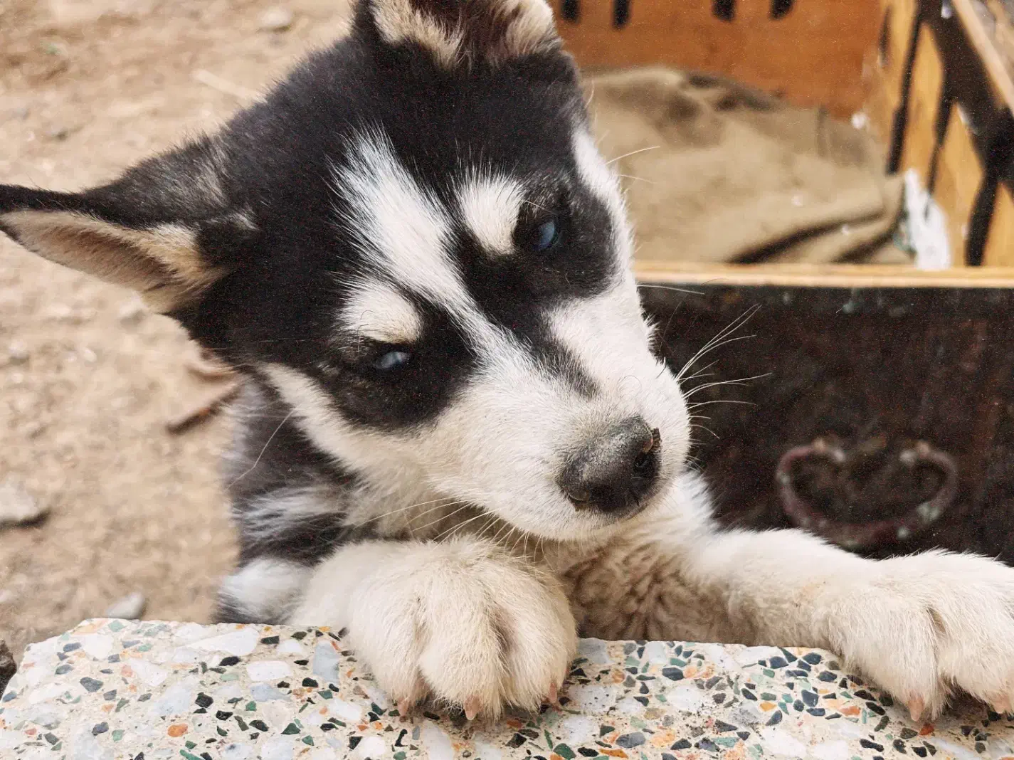 توله هاسکی سیبرین|سگ|یزد, |دیوار