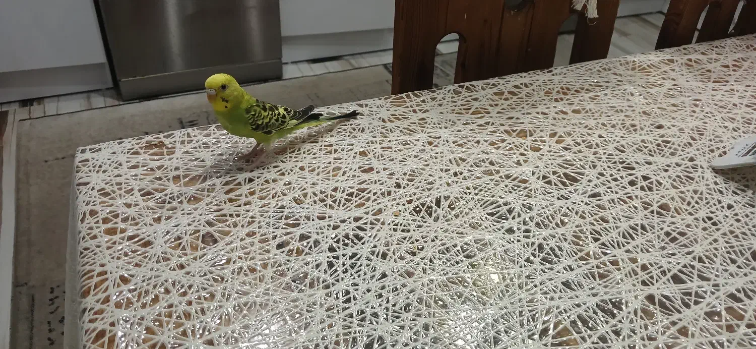 مرغ عشق|پرنده|لاهیجان, شیشه گران|دیوار