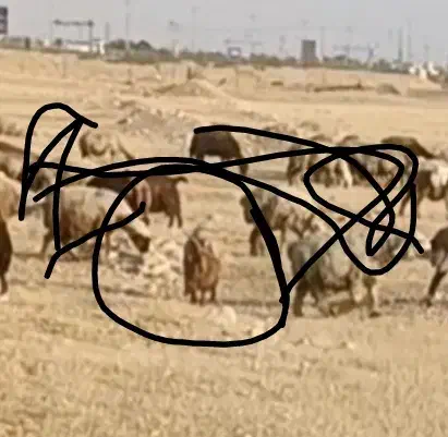 50میلیون مژدگانی|حیوانات|اندیمشک, |دیوار