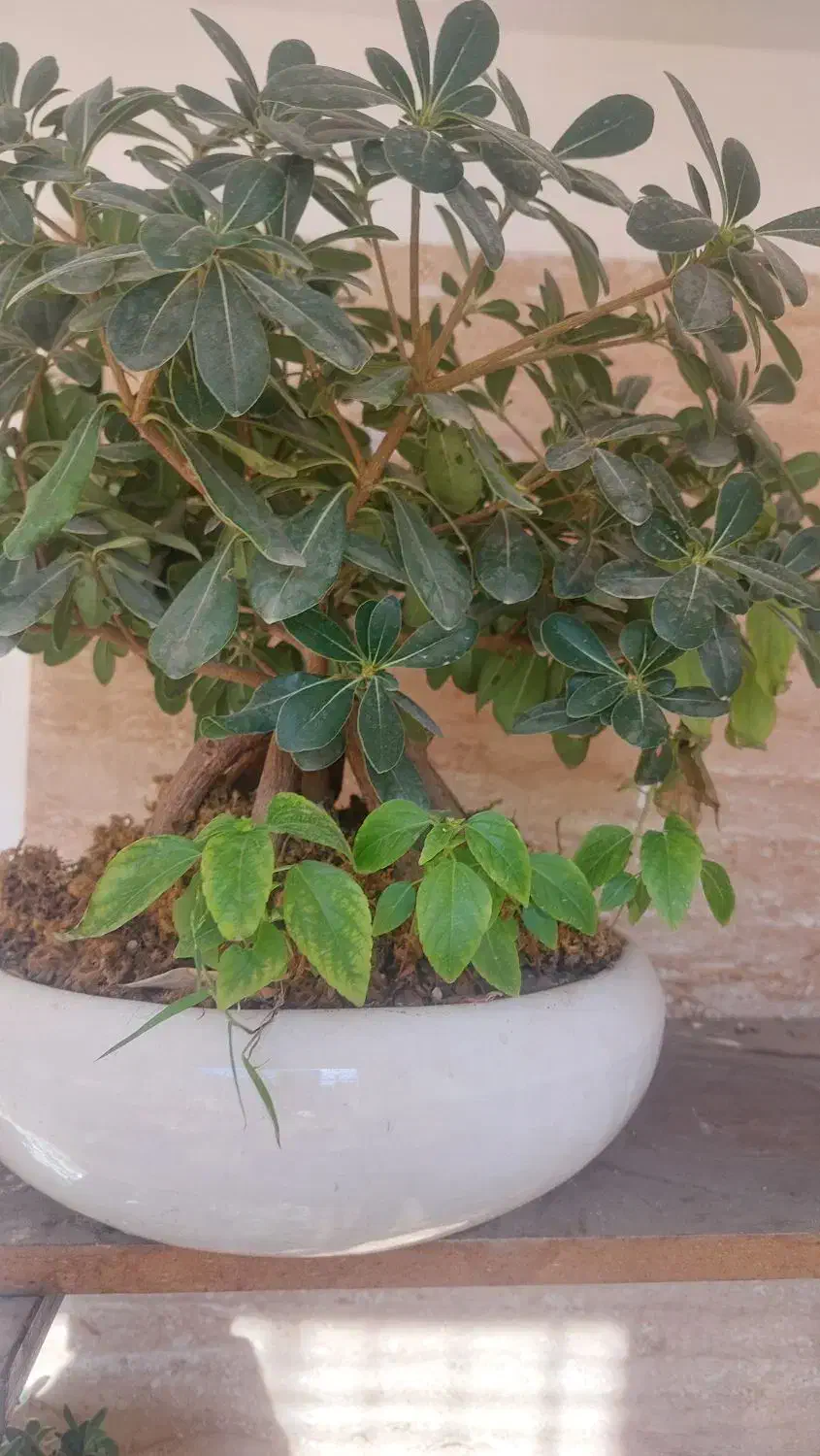 بونسای میخک هندی و افرا|گل و گیاه طبیعی|کرج, آق تپه|دیوار