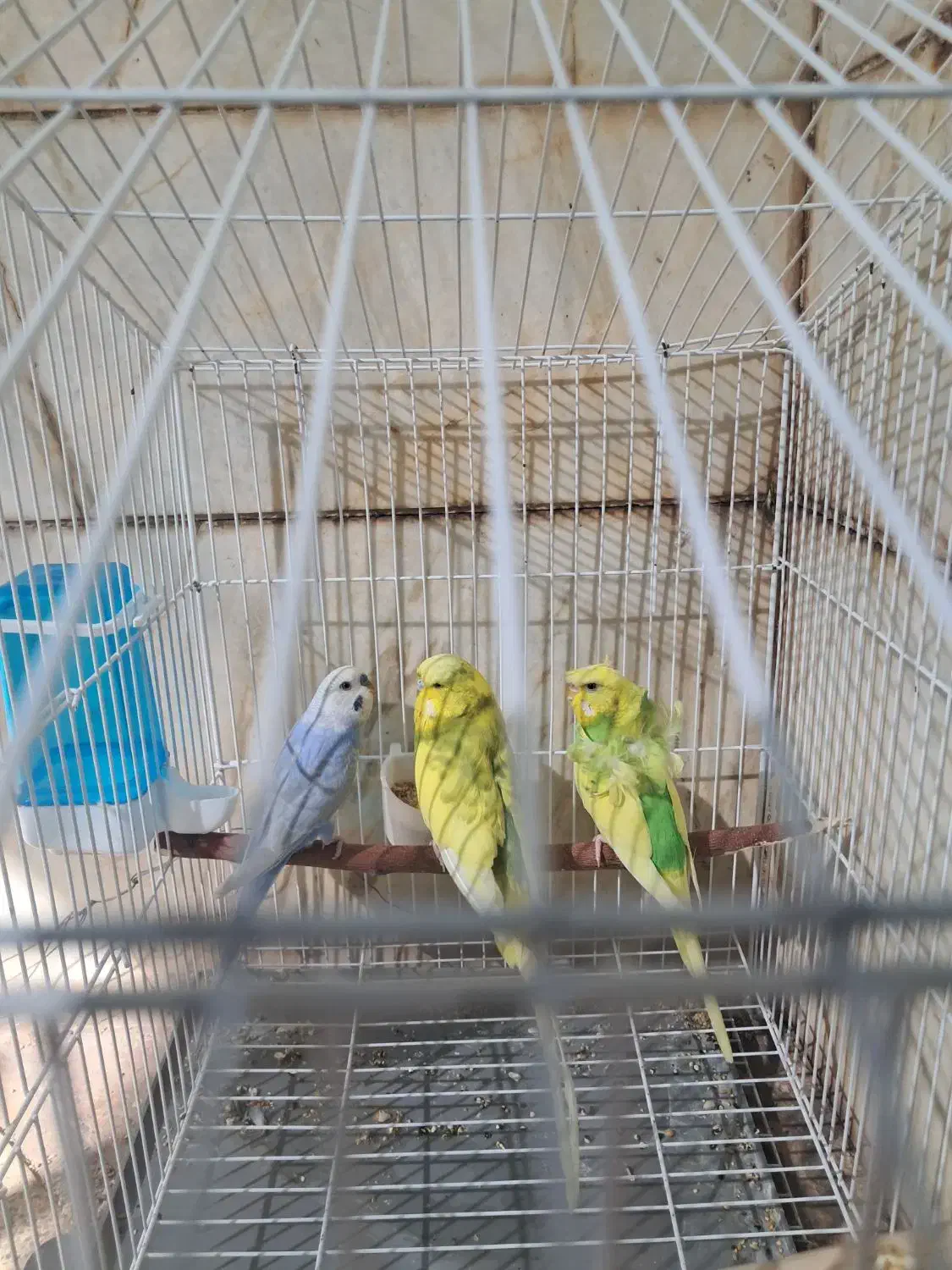 ۳عدد مرغ عشق ۱نر ۲ماد|پرنده|سیرجان, |دیوار