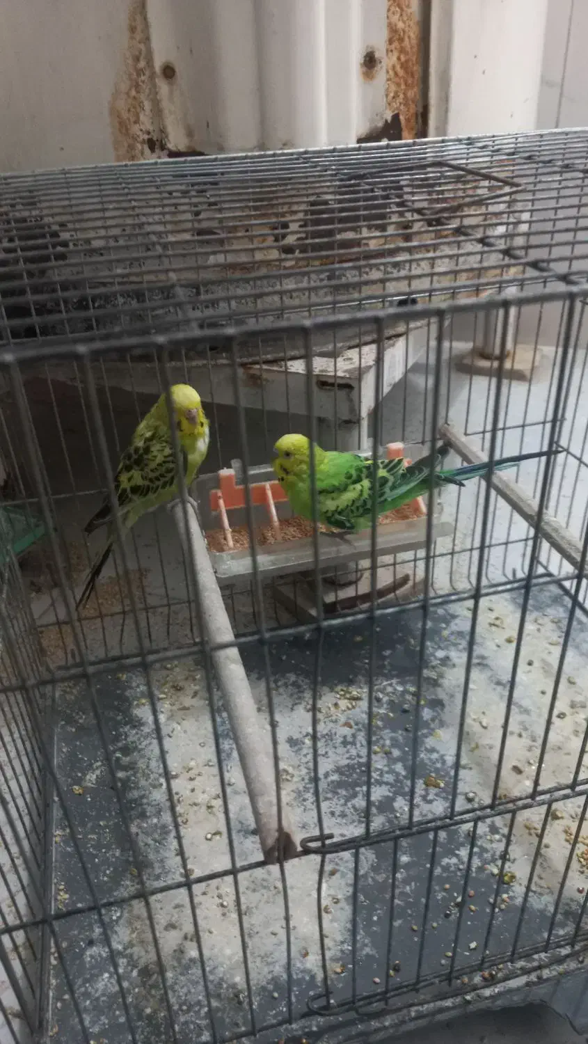 مرغ عشق|پرنده|قم, لسانی|دیوار