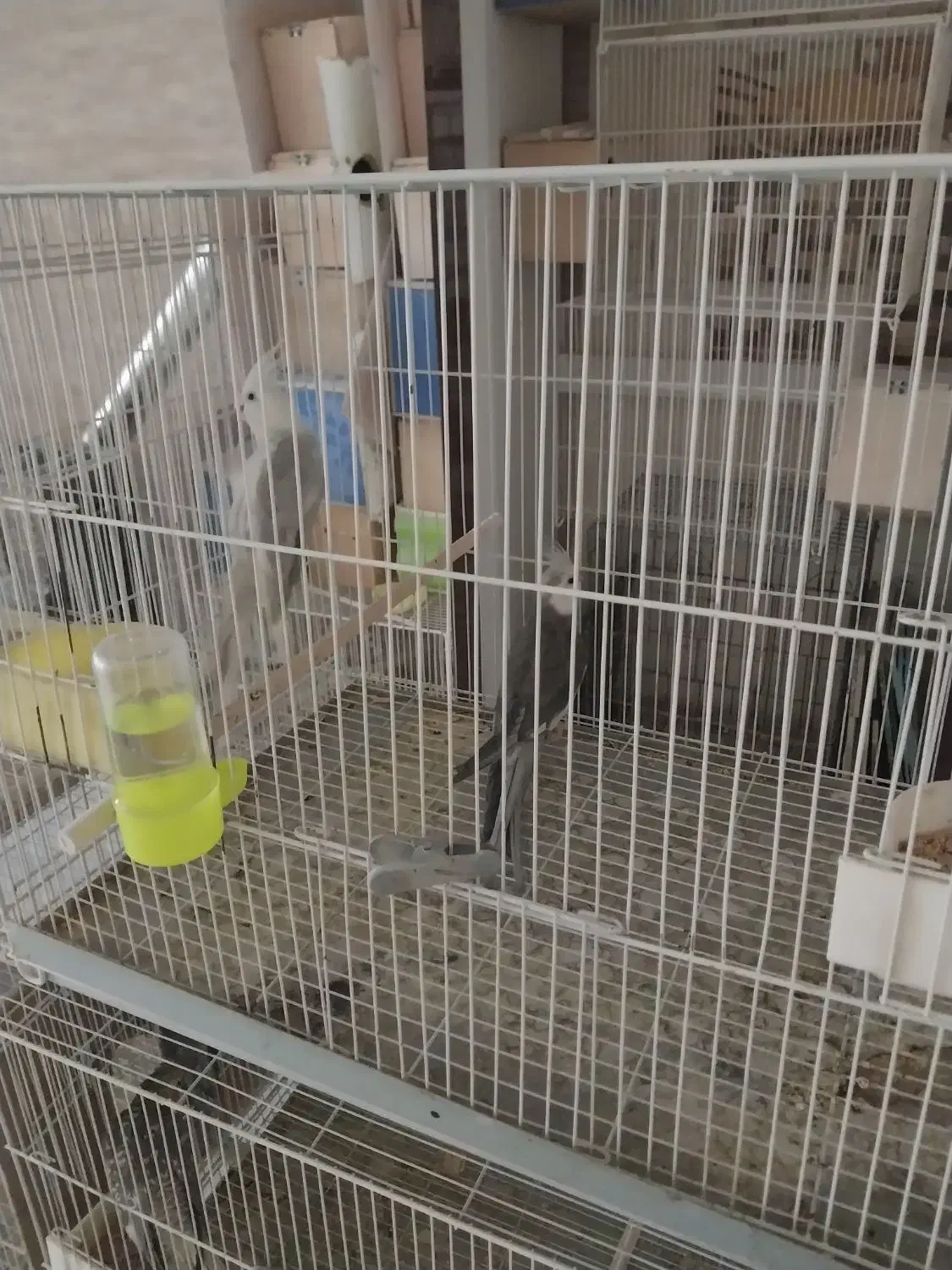 عروس هلندی مولد|پرنده|مشهد, آزادشهر|دیوار