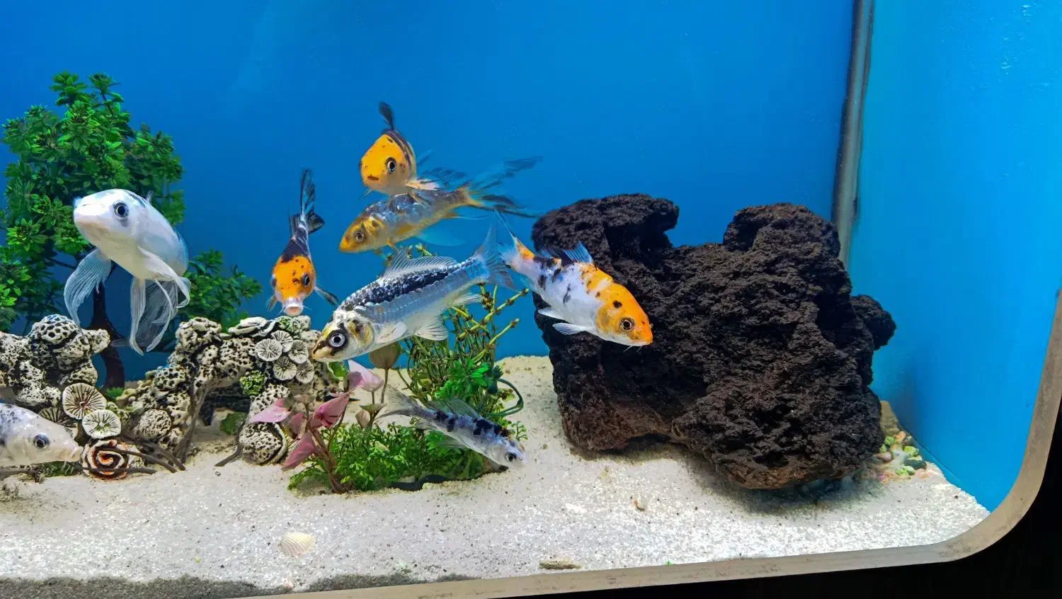 فروش آکواریوم|ماهی|زاهدان, |دیوار