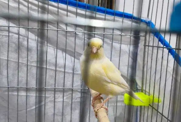 فروش قناری ماده|پرنده|مسجد سلیمان, |دیوار