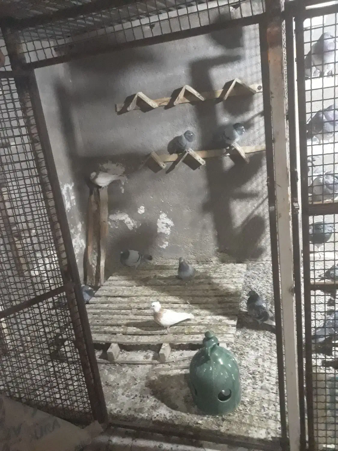 کبوتر|پرنده|آبدانان, |دیوار