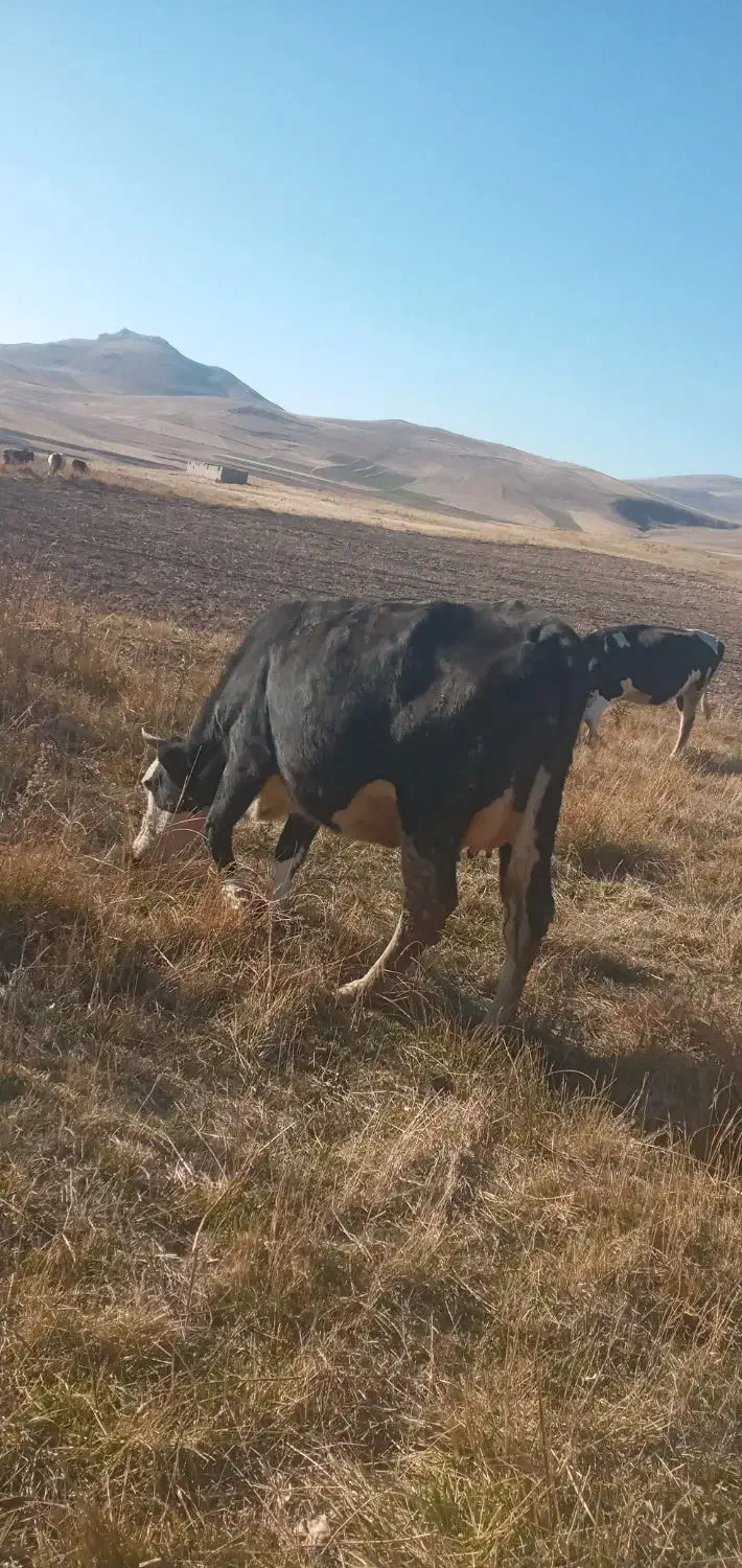 گاو سیمینتال شکم اول یه هفته مونده به زایمان|حیوانات مزرعه|اهر, |دیوار