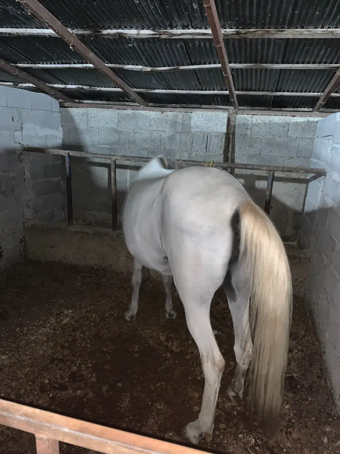 مادیان ترکی یورقه|اسب و تجهیزات اسبسواری|ماسال, |دیوار