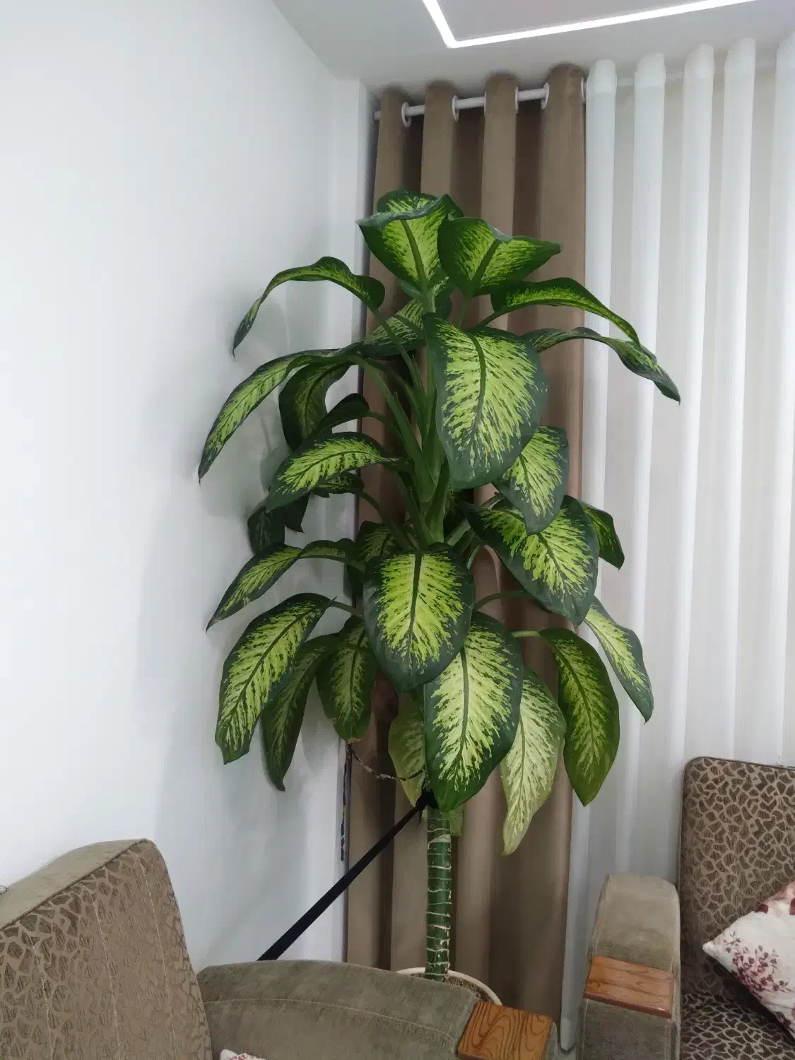 گل دیفین باخیا|گل و گیاه طبیعی|زنجان, |دیوار