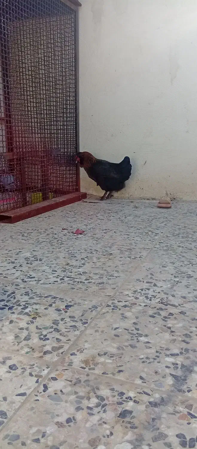 مرغ|حیوانات مزرعه|مسجد سلیمان, |دیوار