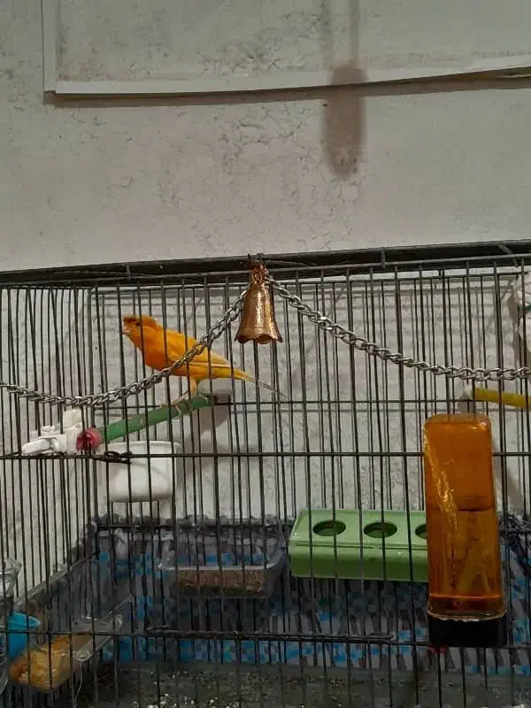 قناری پرتقالی کلکسیونی آنتیک قواره دار خوش رخ|پرنده|شهریار, شهریار|دیوار