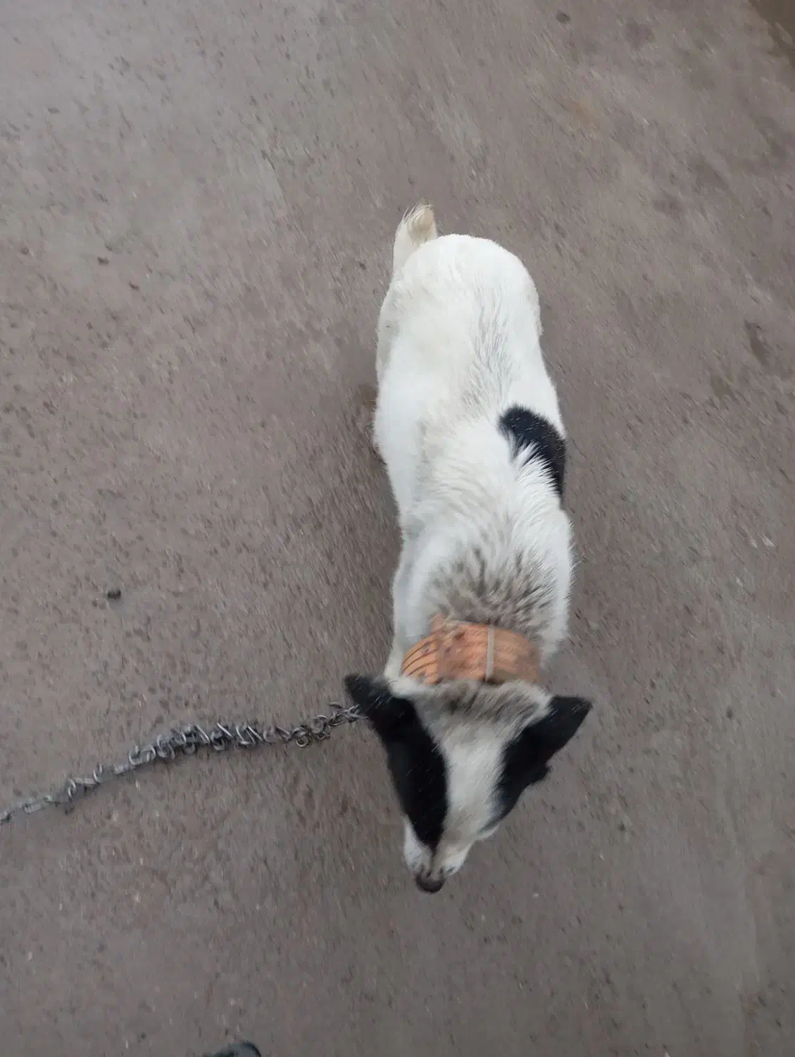 سگ پا کوتاه|سگ|اردبیل, |دیوار