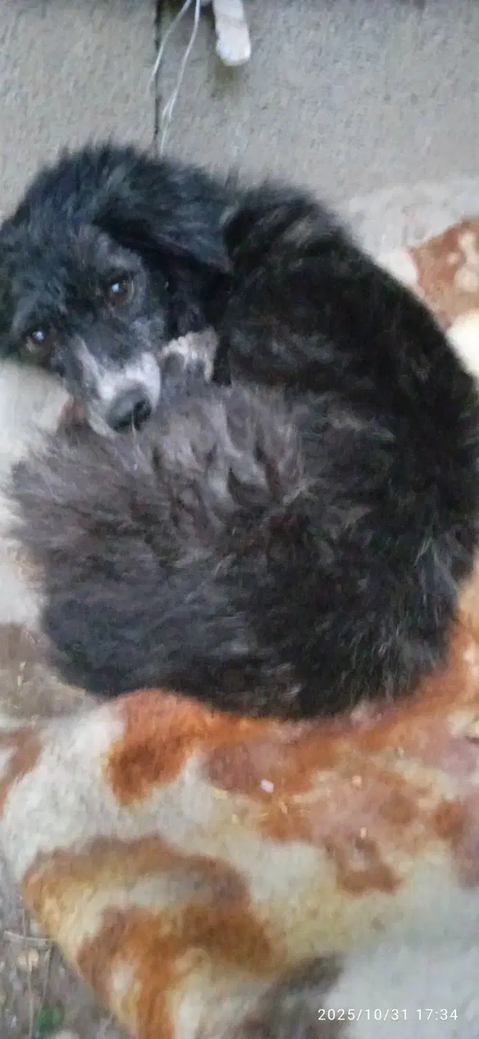 حیوانات خانگی|سگ|کرمانشاه, |دیوار