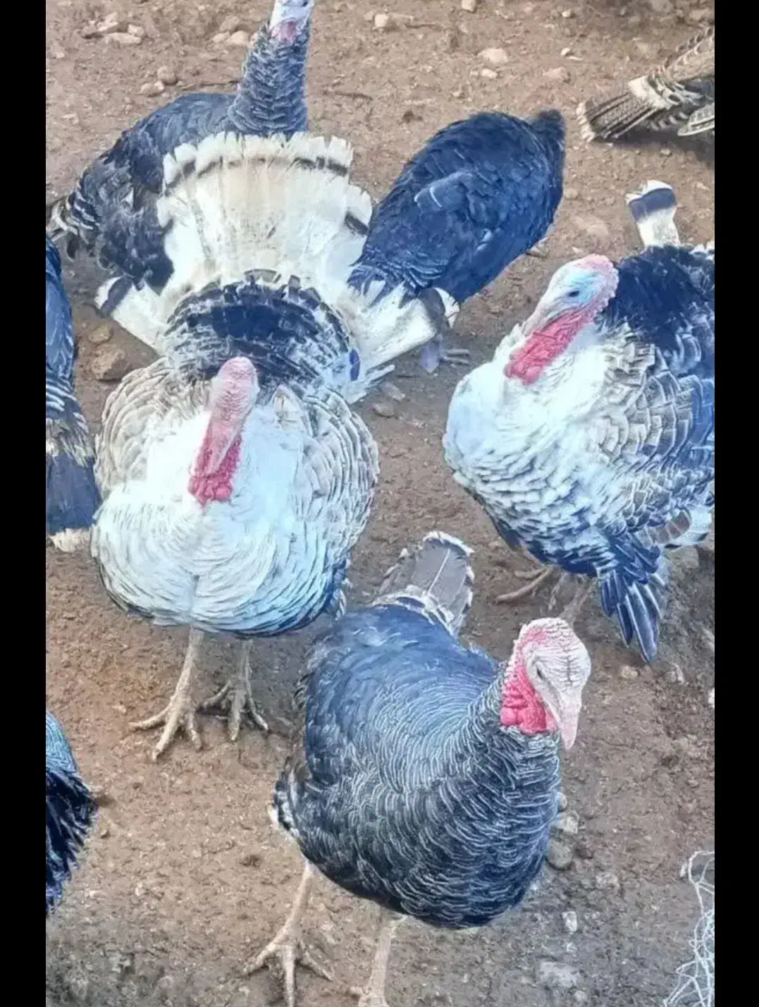 بوقلمون|حیوانات مزرعه|الشتر, |دیوار