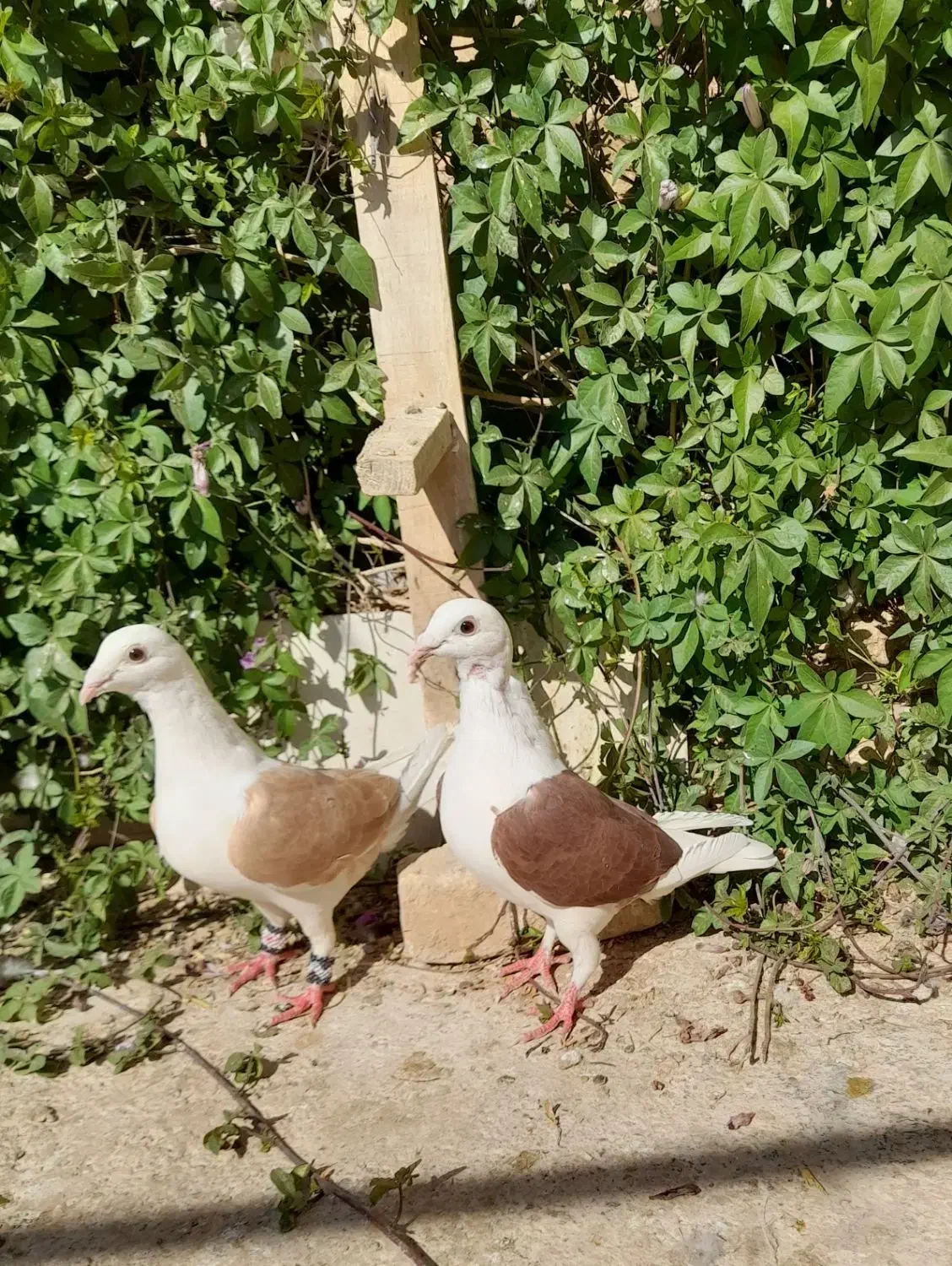 کبوتر|پرنده|فسا, |دیوار