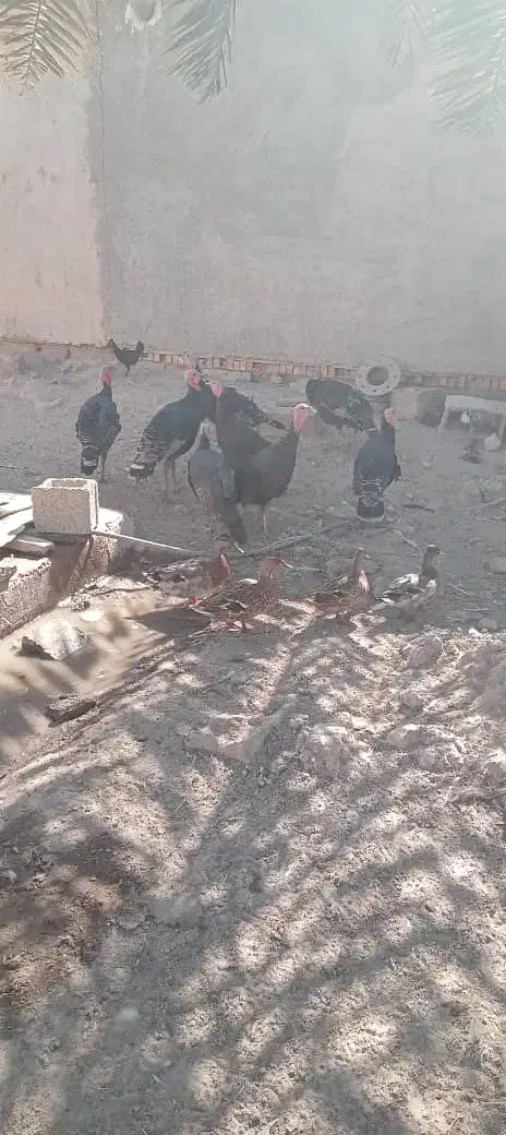 ابو قلمون|حیوانات مزرعه|شادگان, |دیوار