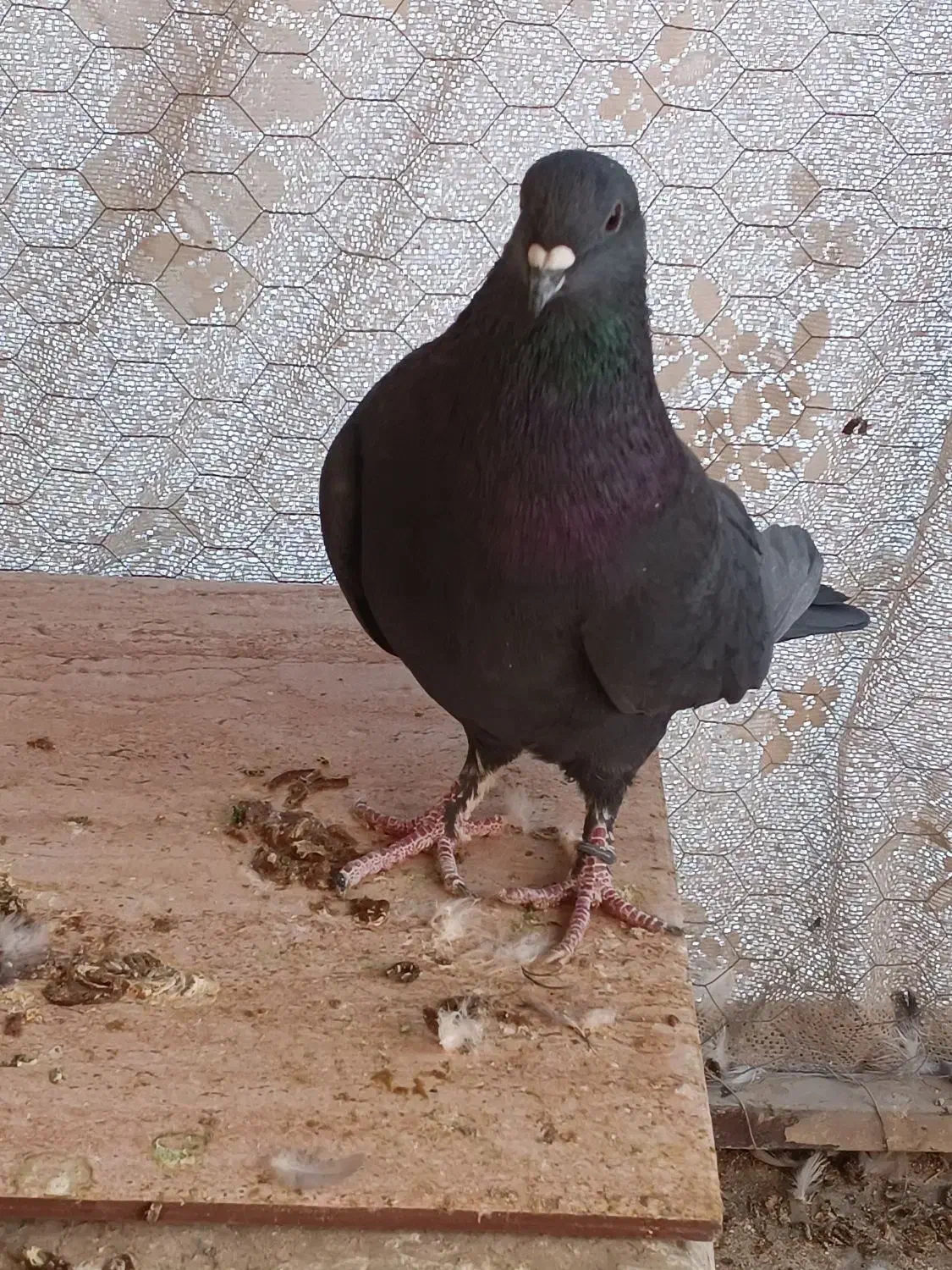 سینه دم پاک بدرنگ دمگیر|پرنده|شاهین‌شهر, نبوت|دیوار