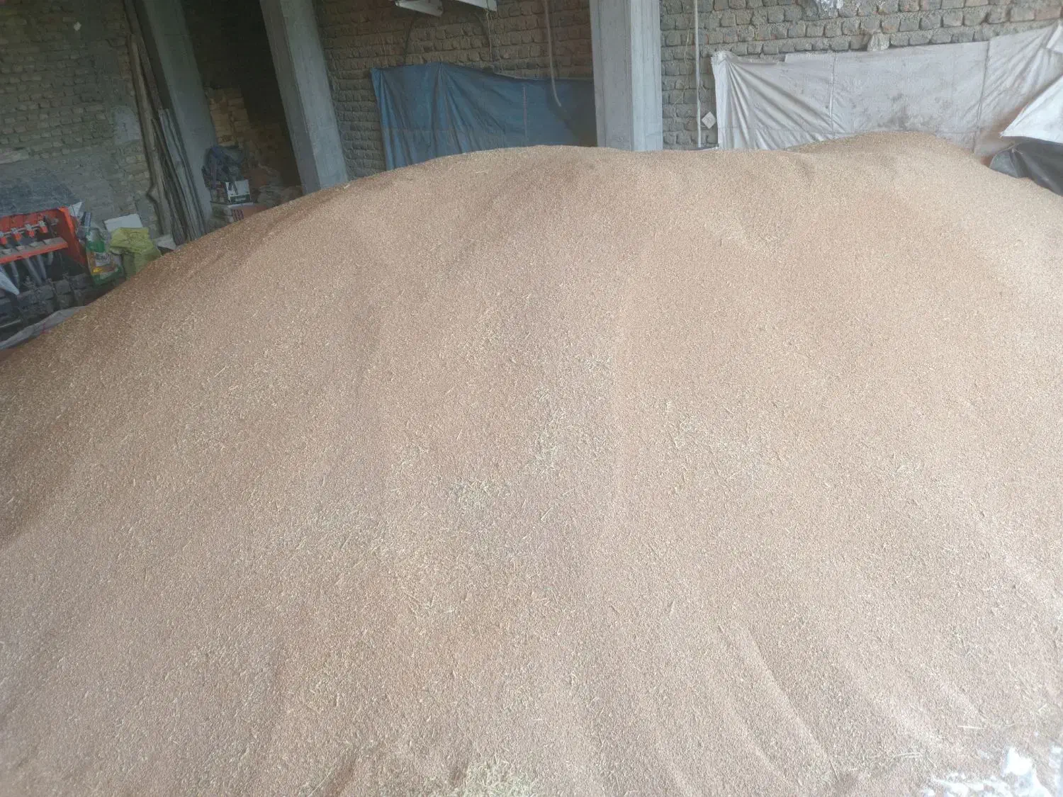 بذر گندم لاین ۱۷ بوجاری شده|عمدهفروشی|کلاله, |دیوار