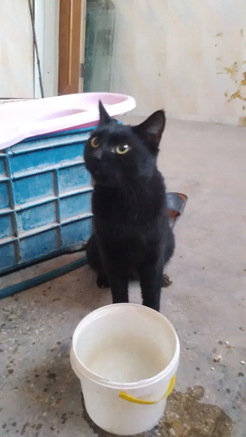 گربه نر خونگی|گربه|کارون, |دیوار