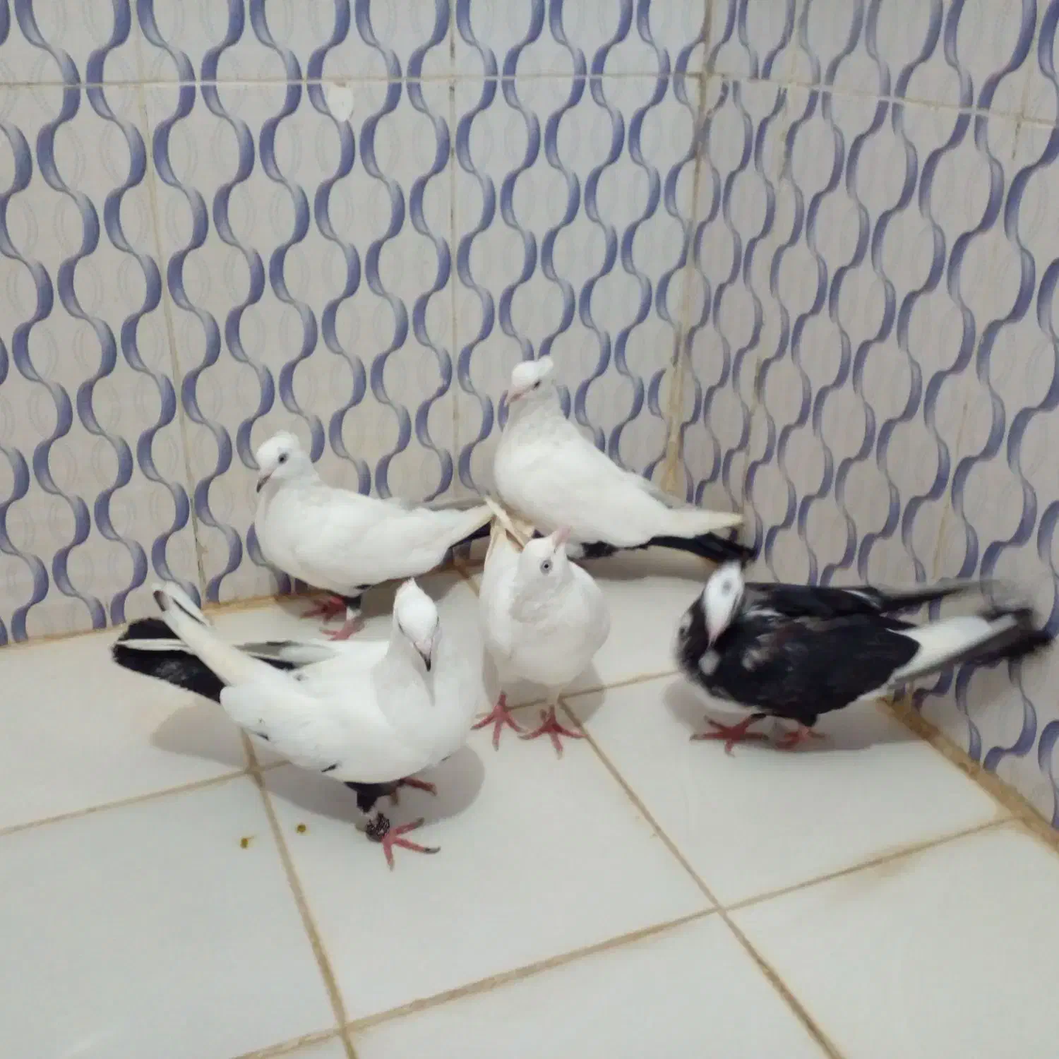 دم سیاه|پرنده|بندر ماهشهر, |دیوار