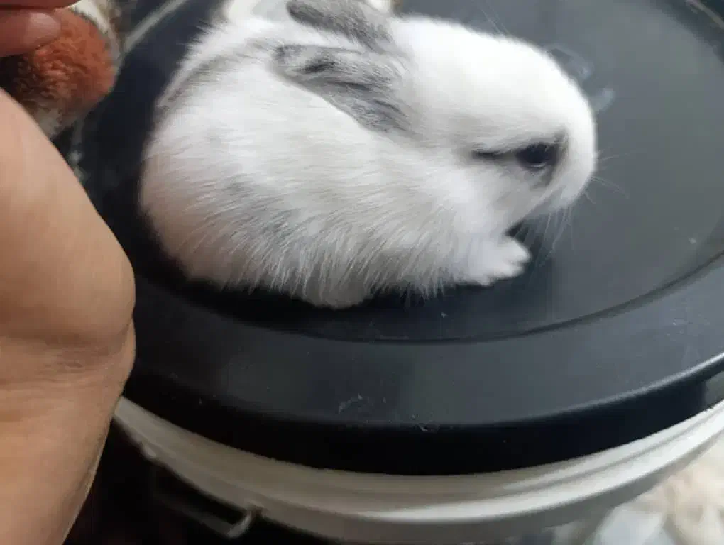 بچه خرگوش|موش و خرگوش|بندر دیر, |دیوار