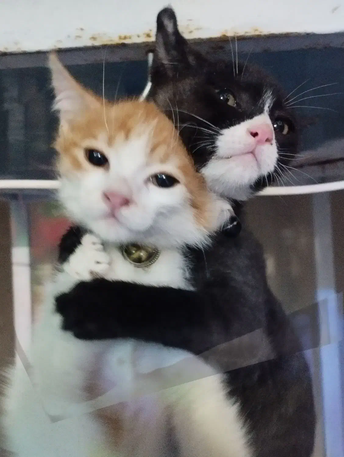 بچه گربه ۲ ماهه|گربه|کرمان, |دیوار