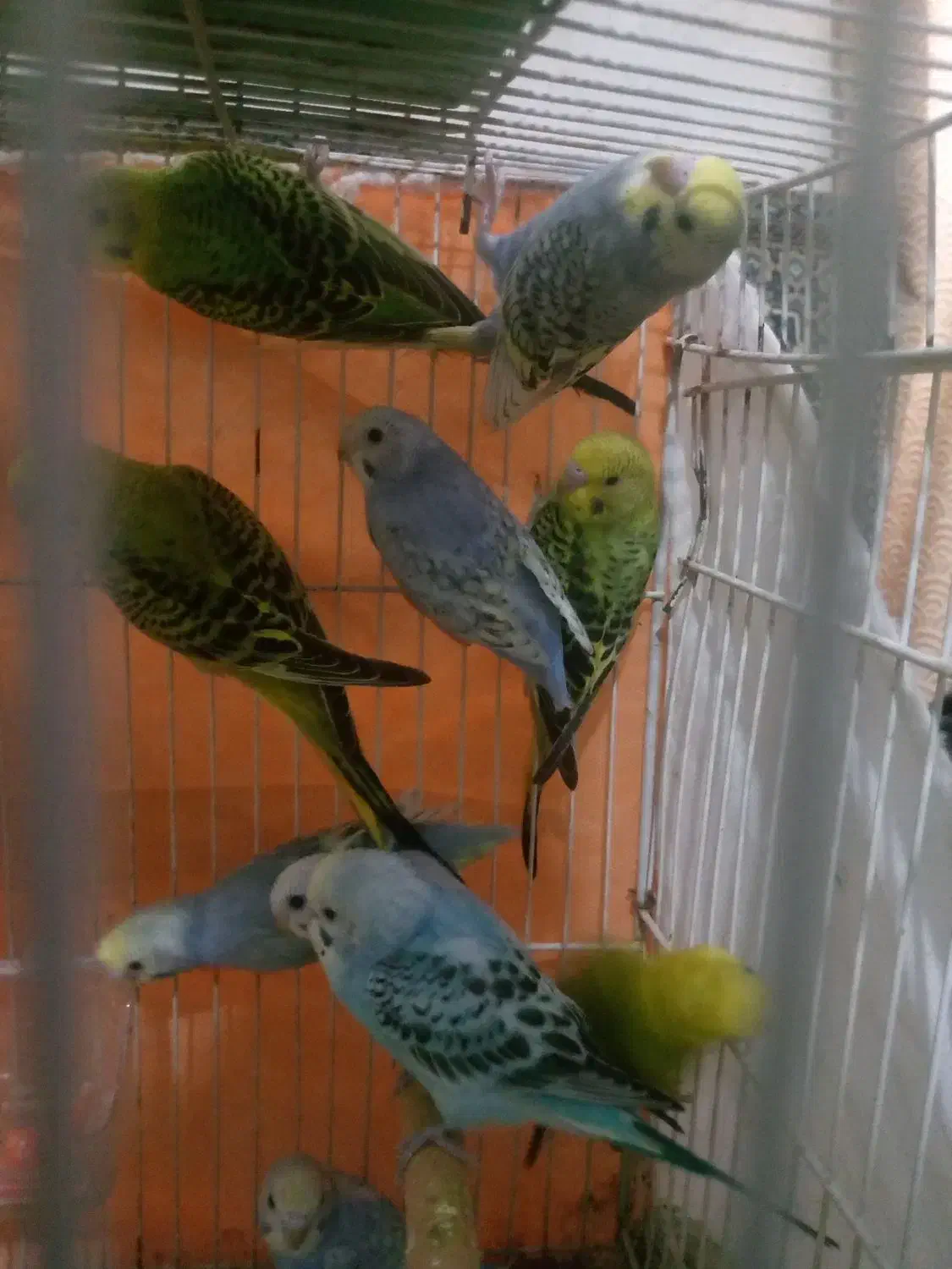 11 تا مرغ عشق جوانه|پرنده|تربت جام, شهرک آزادگان|دیوار