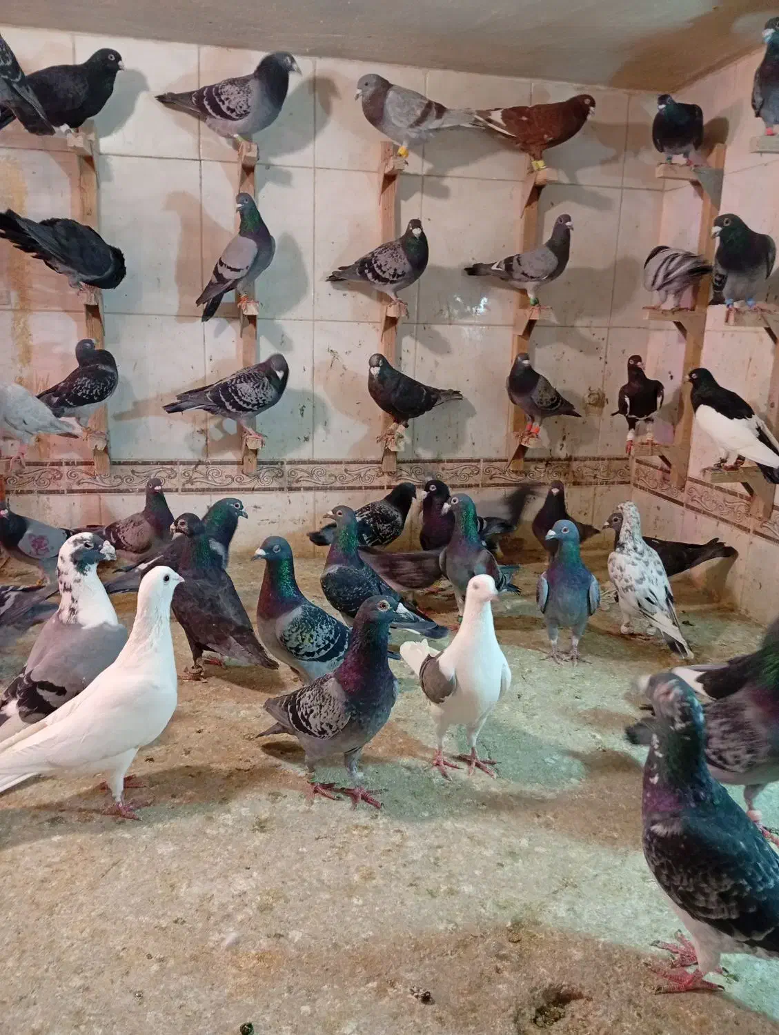 دسته زیر سیمی|پرنده|شیراز, مهدی‌آباد|دیوار
