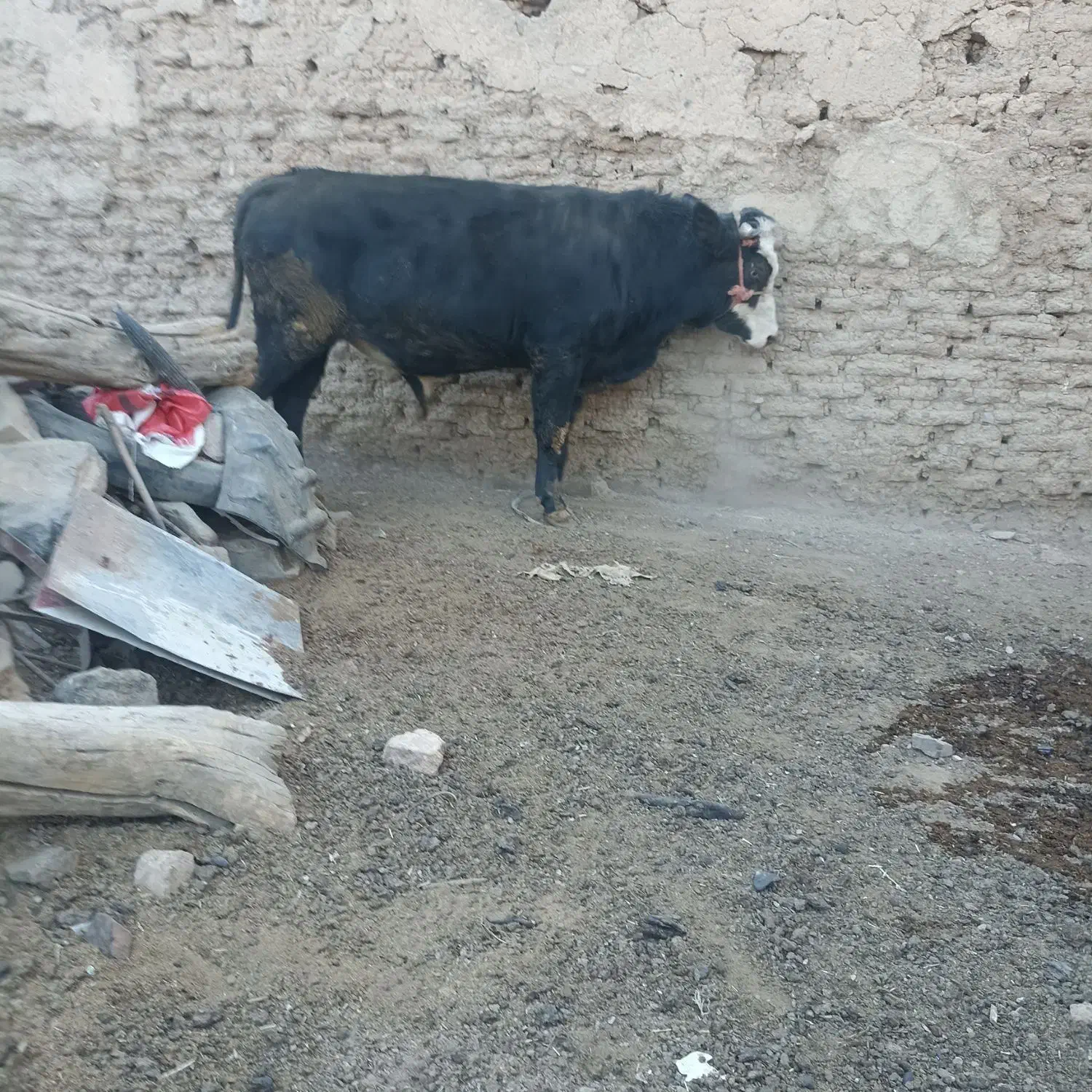 گاو نر کشتاری کیلویی 350|حیوانات مزرعه|باوله, |دیوار