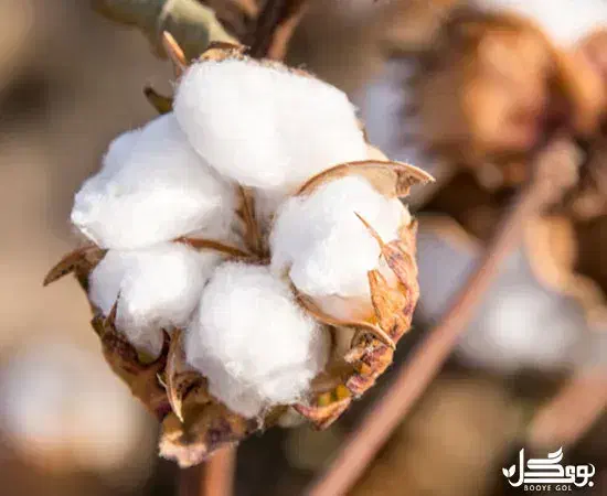 پشم طبیعی گوسفند|رختخواب، بالش، پتو|مسجد سلیمان, |دیوار