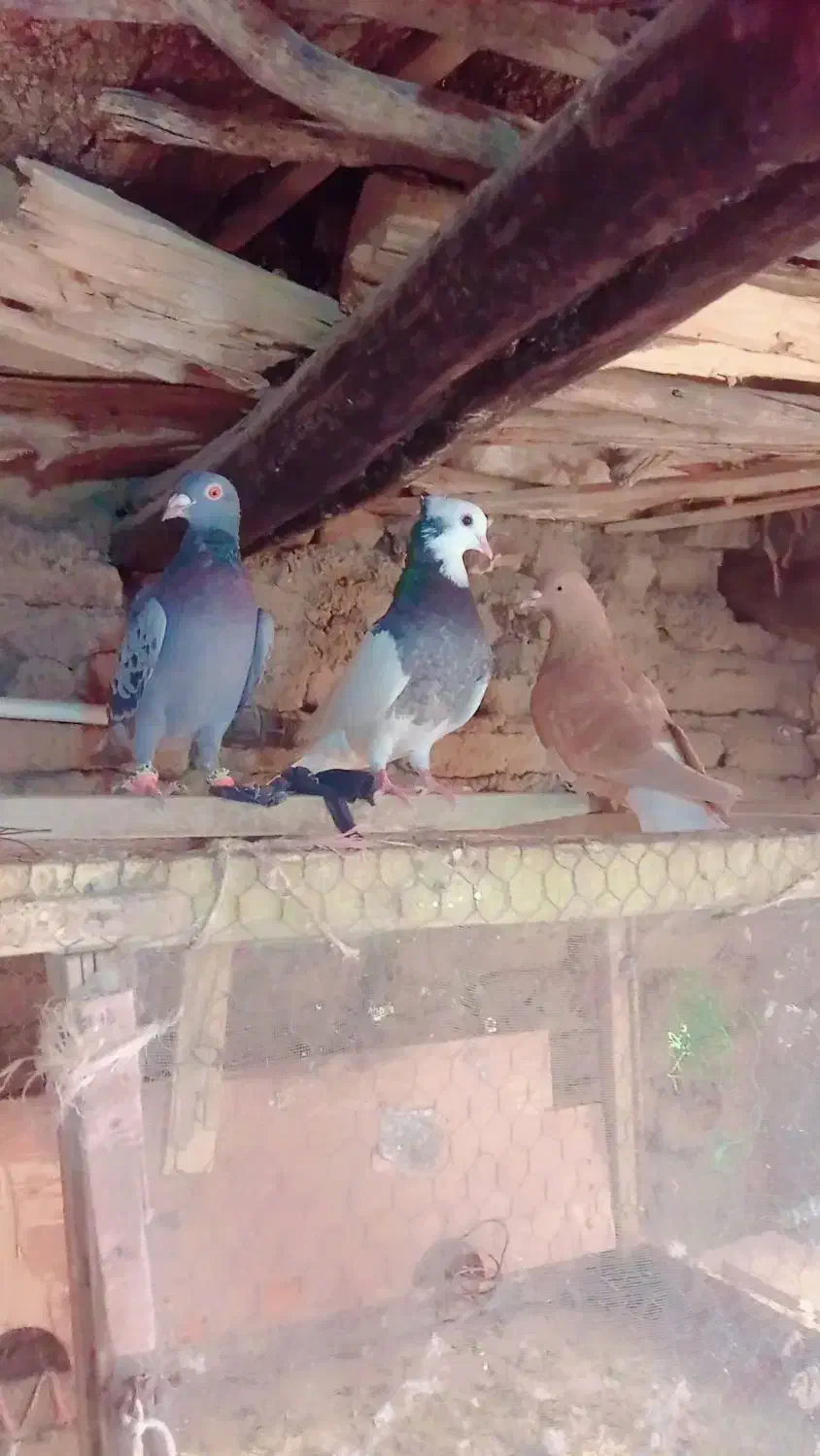 کفتر|پرنده|سبزوار, قصبه شرقی|دیوار