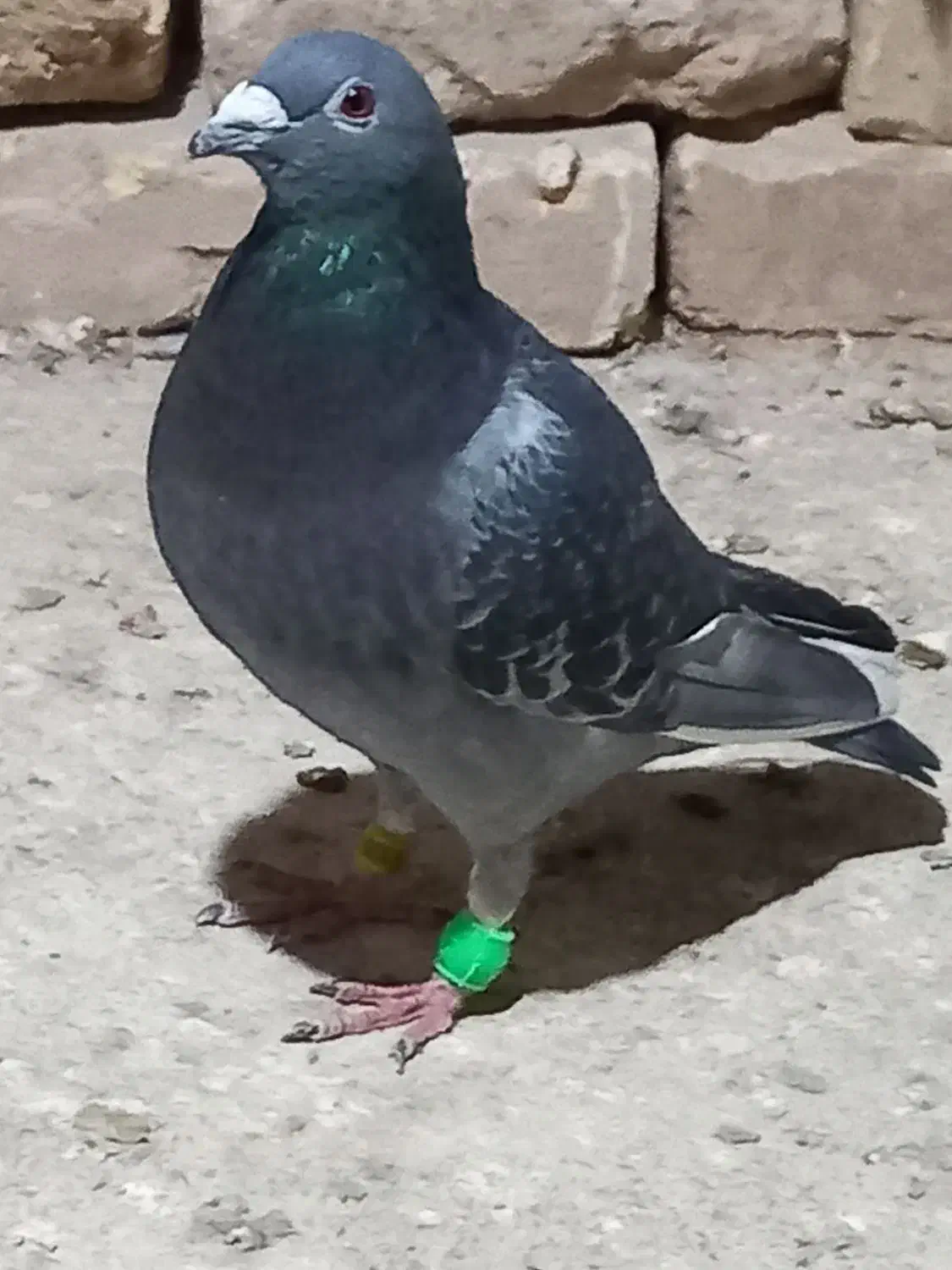 ۲عدد کبوتر|پرنده|قزوین, |دیوار