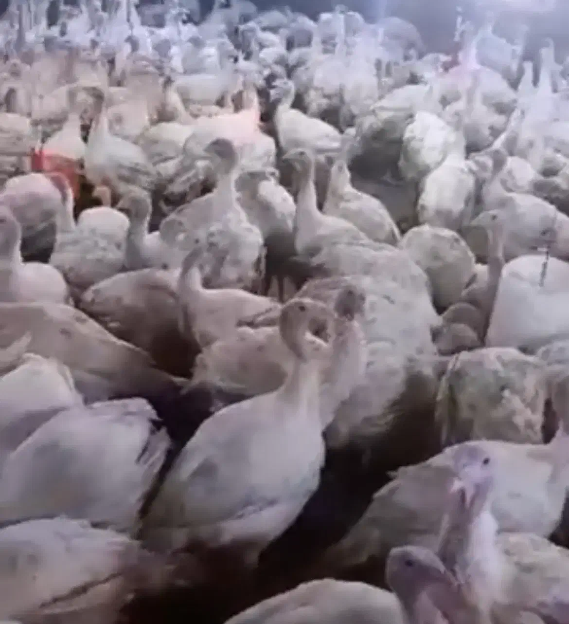 بوقلمون بیوتی but|حیوانات مزرعه|رشت, پیرکلاچای|دیوار